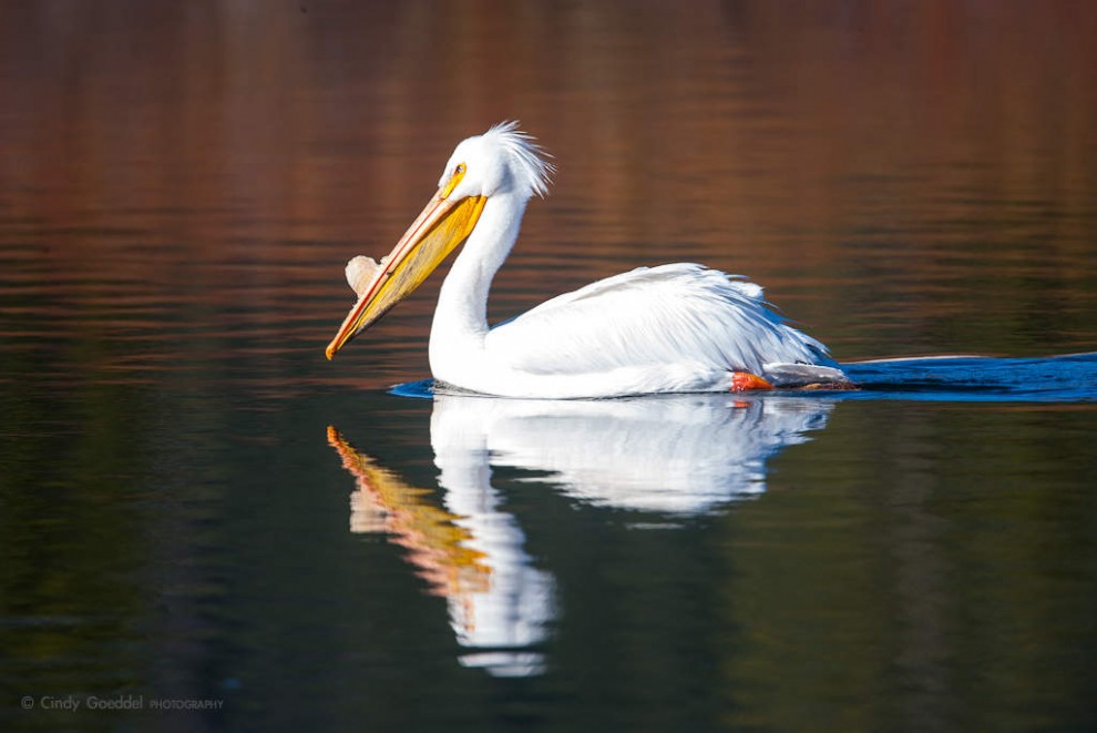 Snake River Reflection