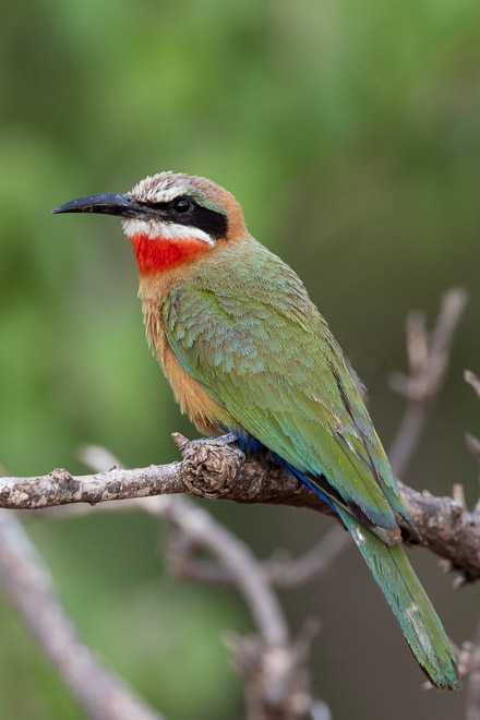 White-fronted Bee-eater