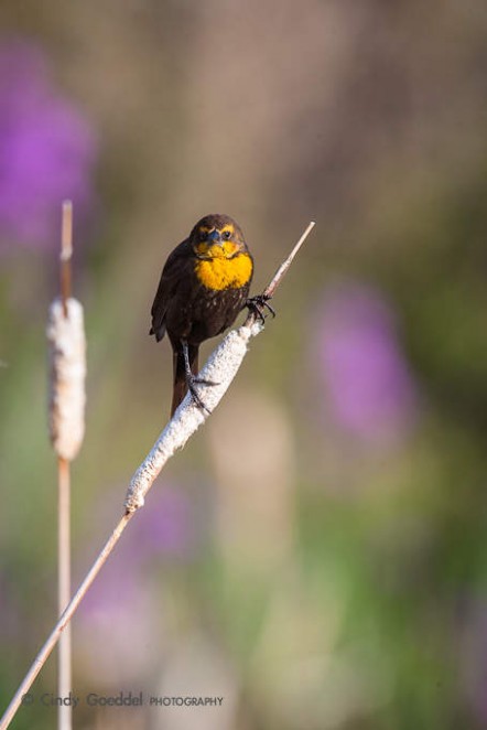 Female Yellow Headed Blackbird