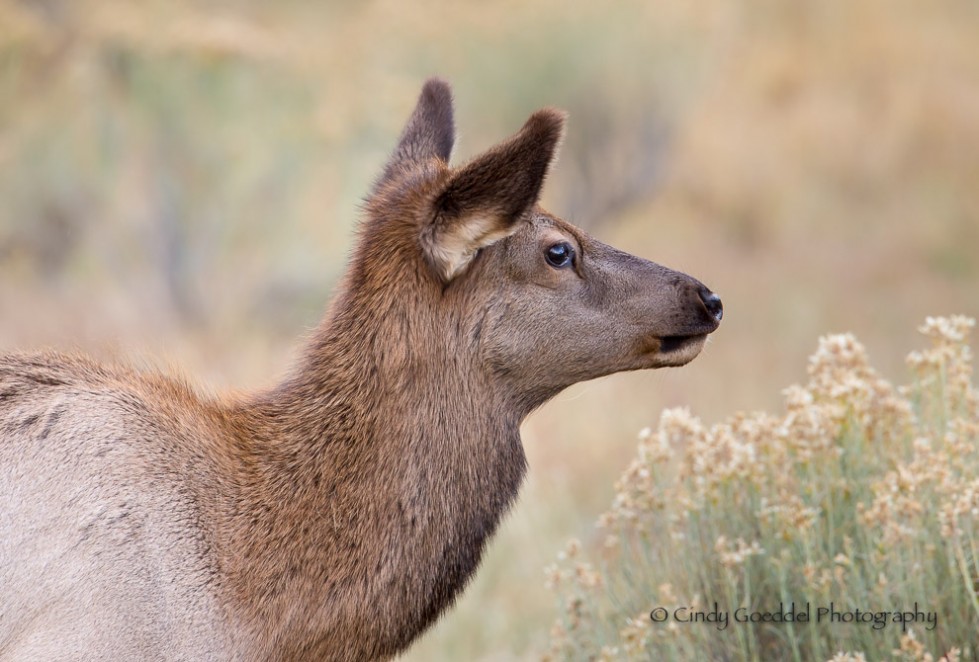 Elk Calf