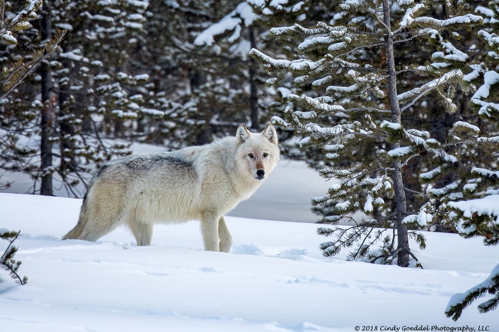 The leader of a pack of twenty wolves.