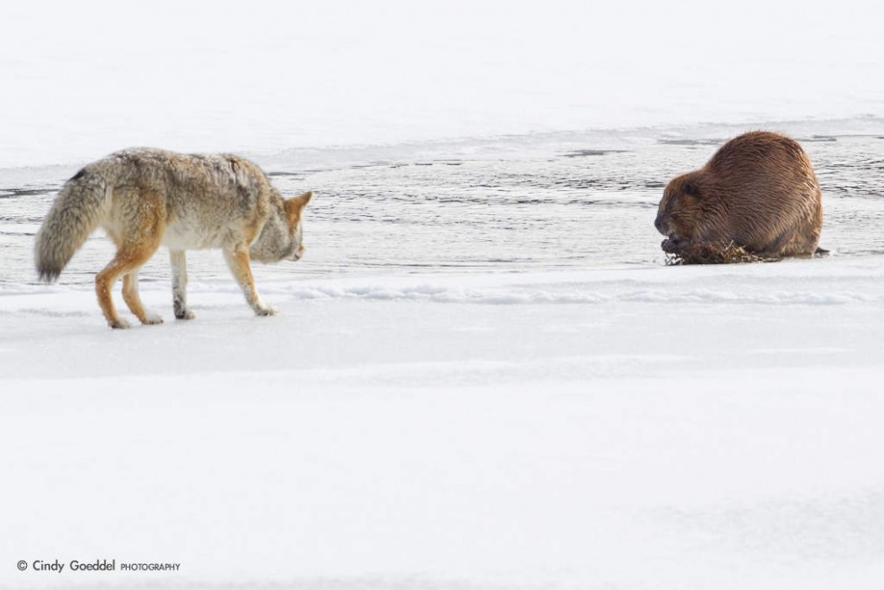 On the Stalk for a Giant Beaver