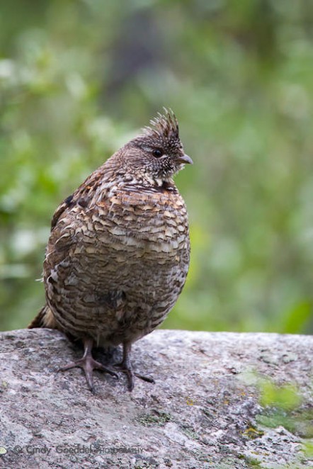 Male Ruffed Grouse on Drumming Rock