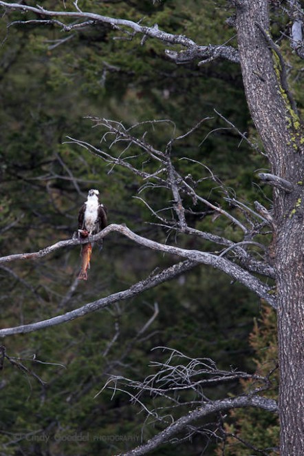 Osprey with Catch