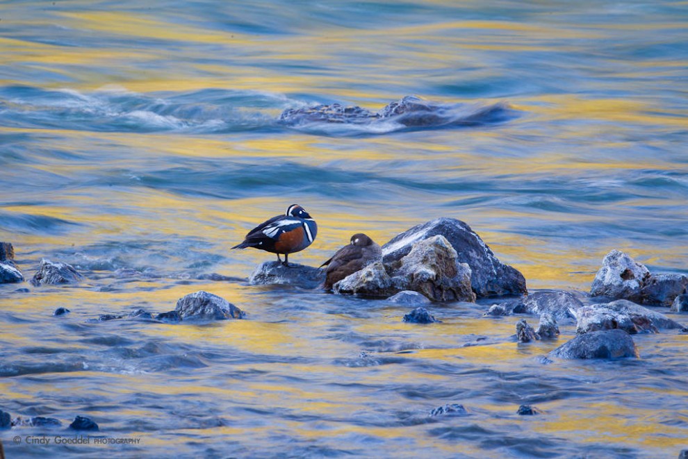 Paired Harlequin Ducks