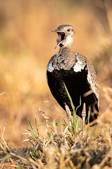 Red-Crested Korhaan