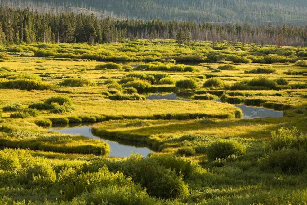 Thorofare River Trail: Sun Drenched Wetland