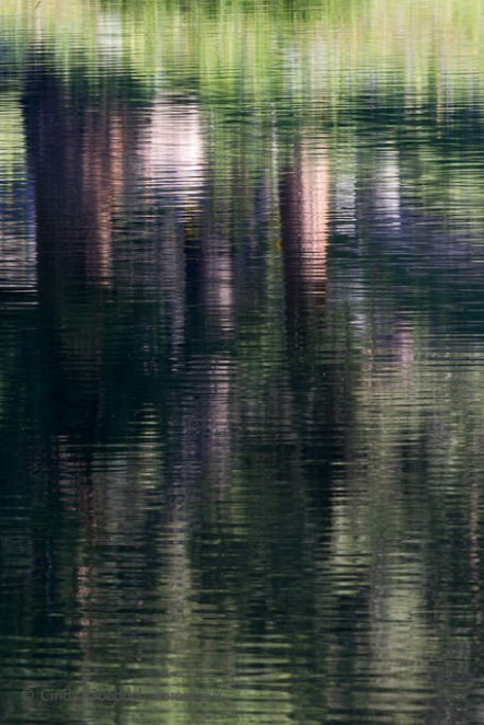 Treeline Reflections