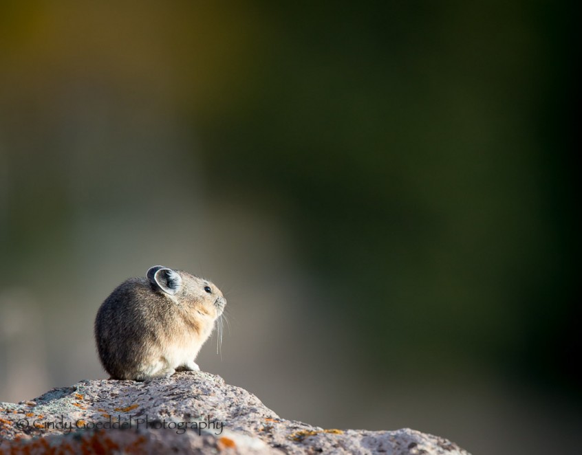 Pika Portrait 3