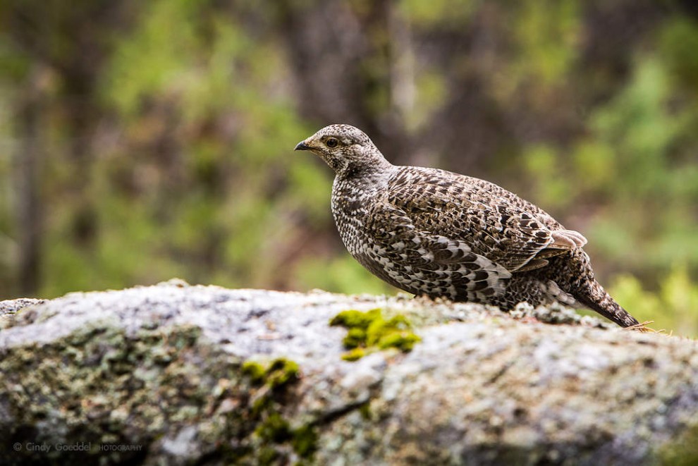 Bouldering Dusky Grouse