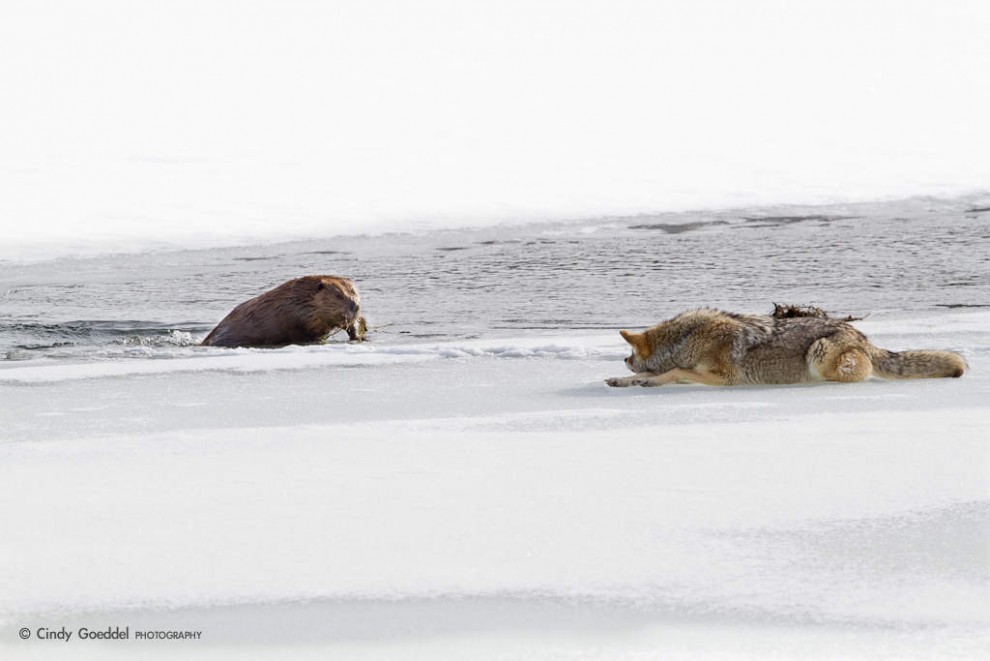 The Fearless Beaver and The Patient Coyote.