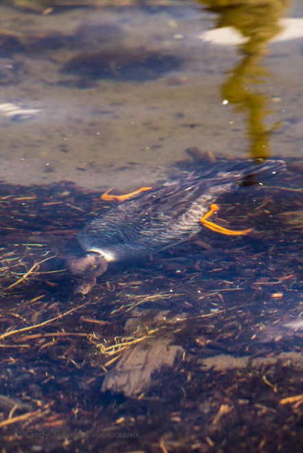 Goldeneye Swimming Under Water