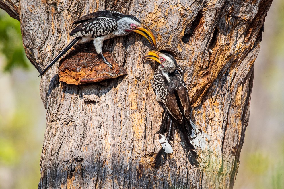 Southern Yellow-billed Hornbills