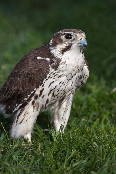 Prairie Falcon