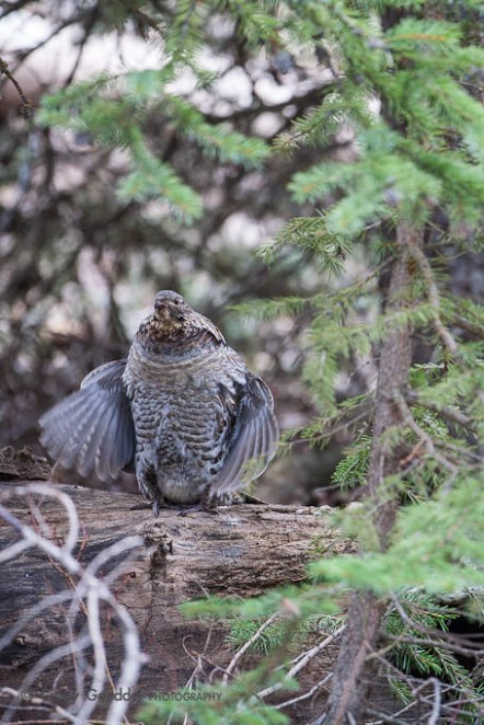 Forest Performer