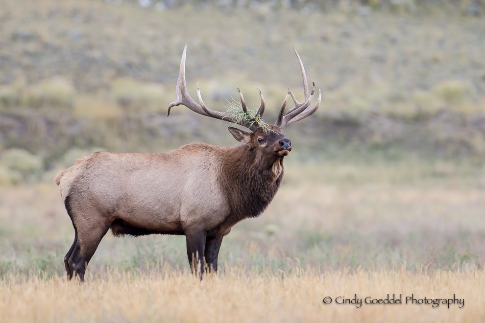 Bull Elk Bling