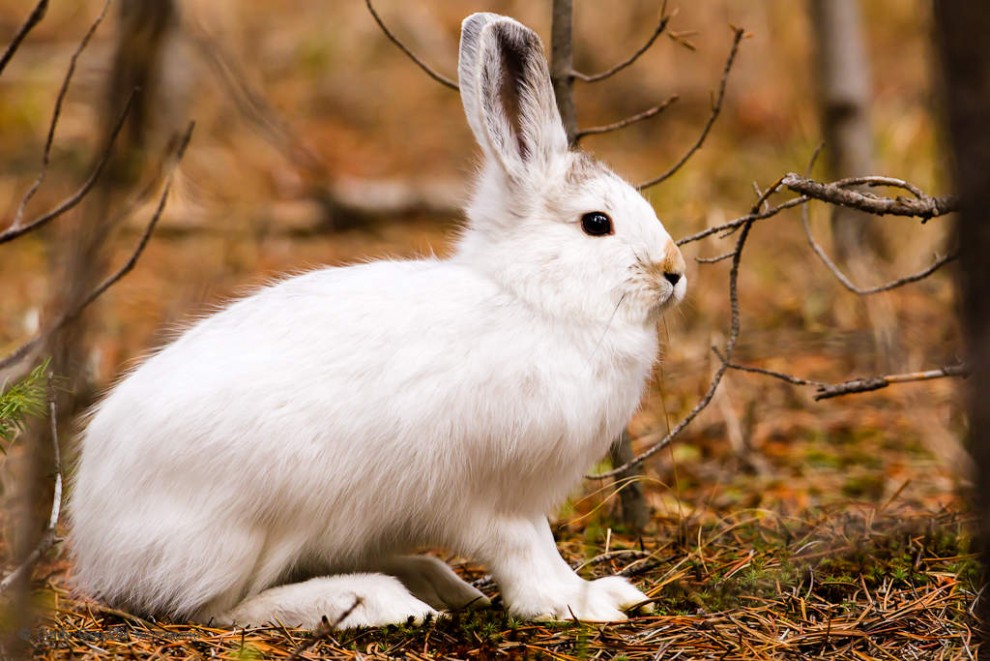 Snowshoe Hare