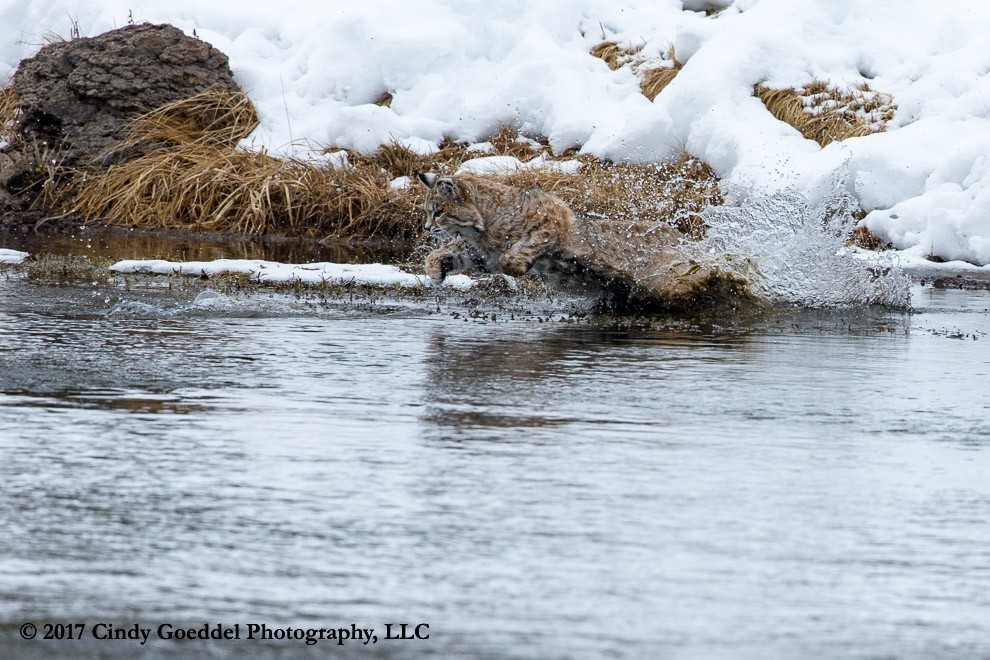 Leaping for a Muskrat