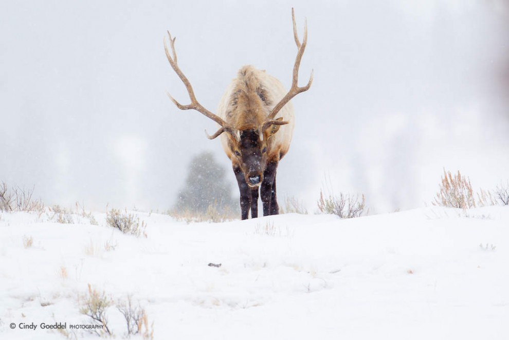Bull Elk in Snowstorm