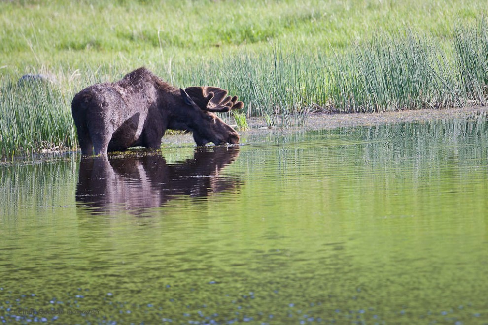 Bull Moose Reflection