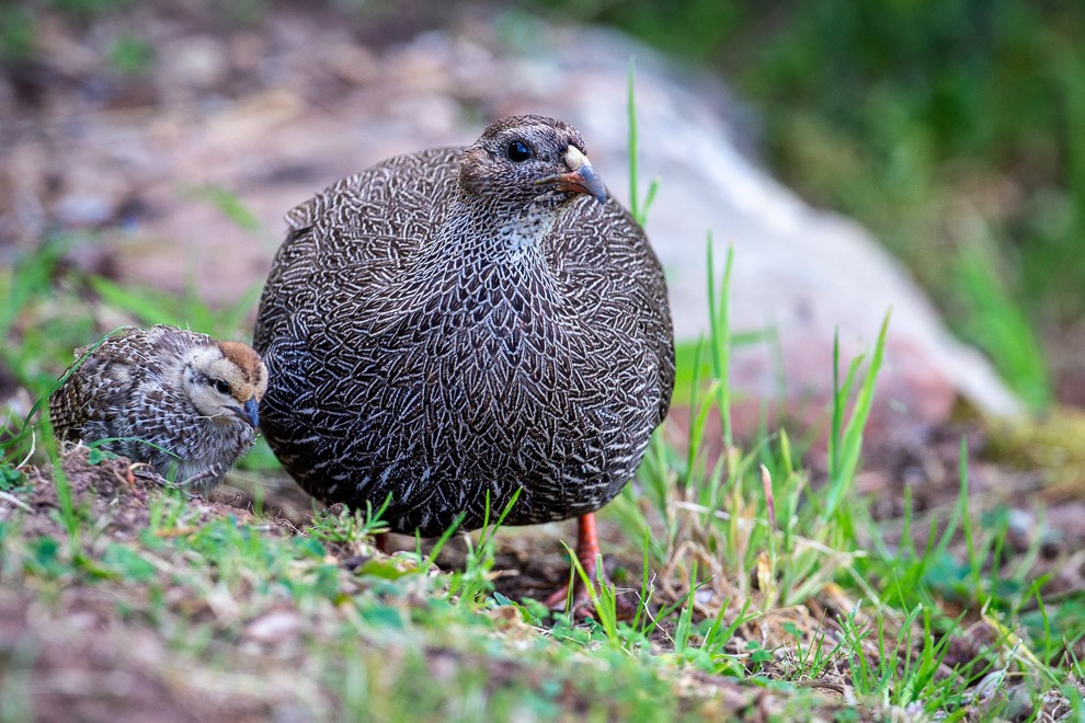 Cape Spurfowl