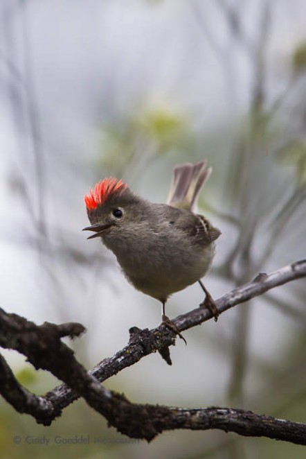 Excited Ruby-Crowned Kinglet