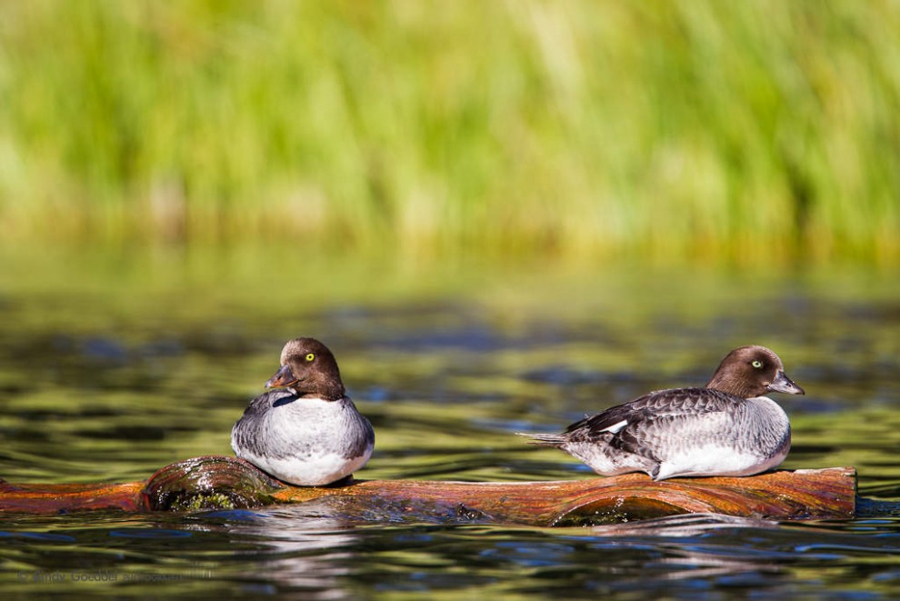 Goldeneyes