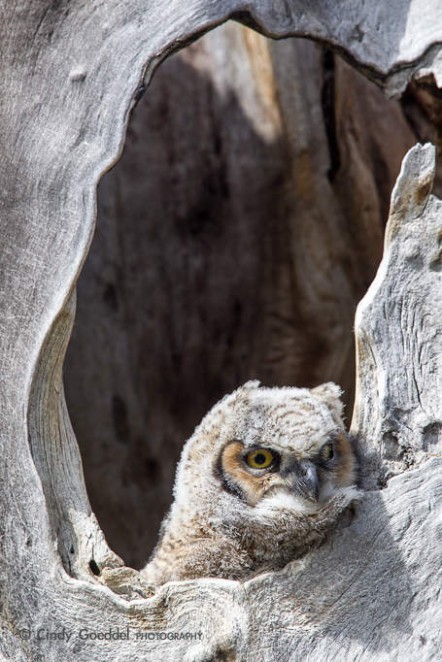 Great Horned Owlet