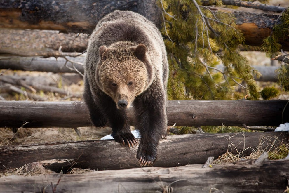 Grizzly Walking on Deadfall