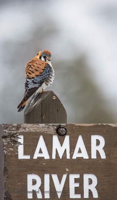 Kestrel on Lamar