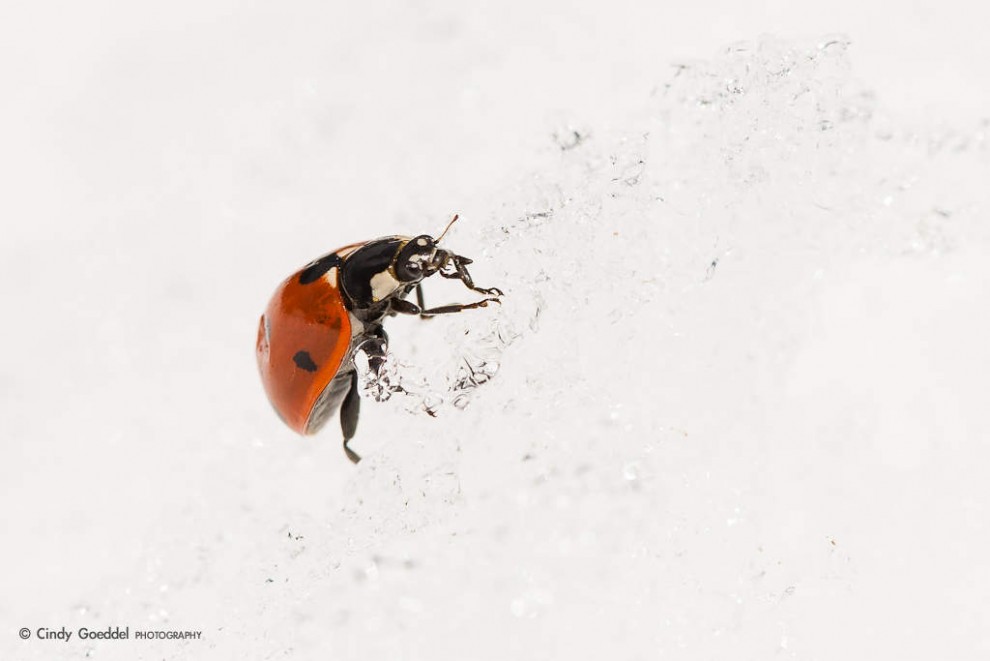 Ladybug on Ice
