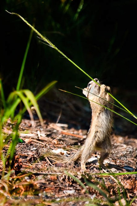 Chipmunk Field Event