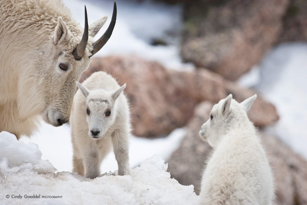 Month Old Mountain Goat Kids