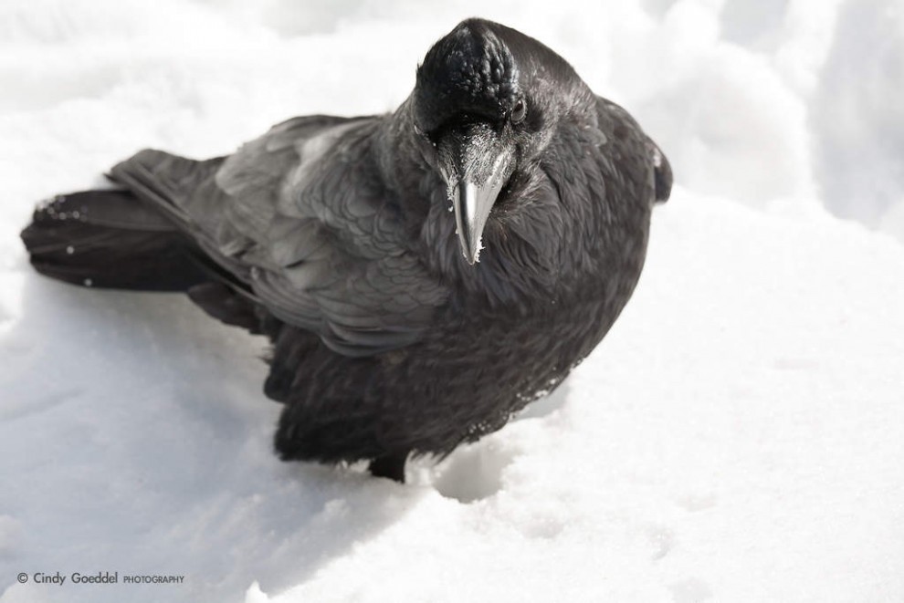 Raven portrait in snow
