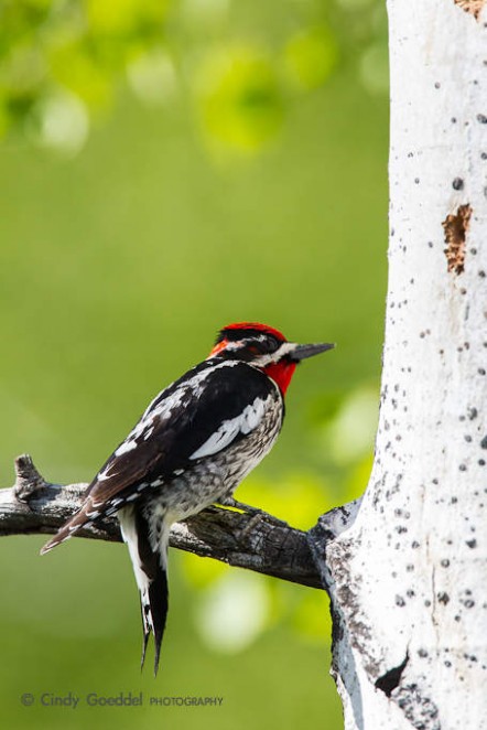 Red-Naped Sapsucker at Nest Cavity