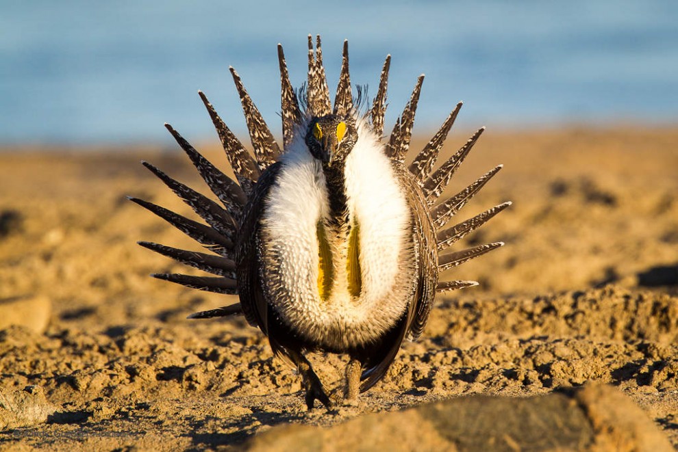 Sage Grouse Mating Display-1