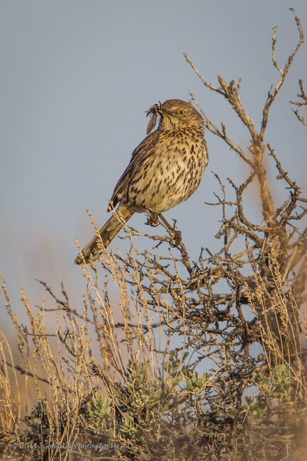 Sage Thrasher