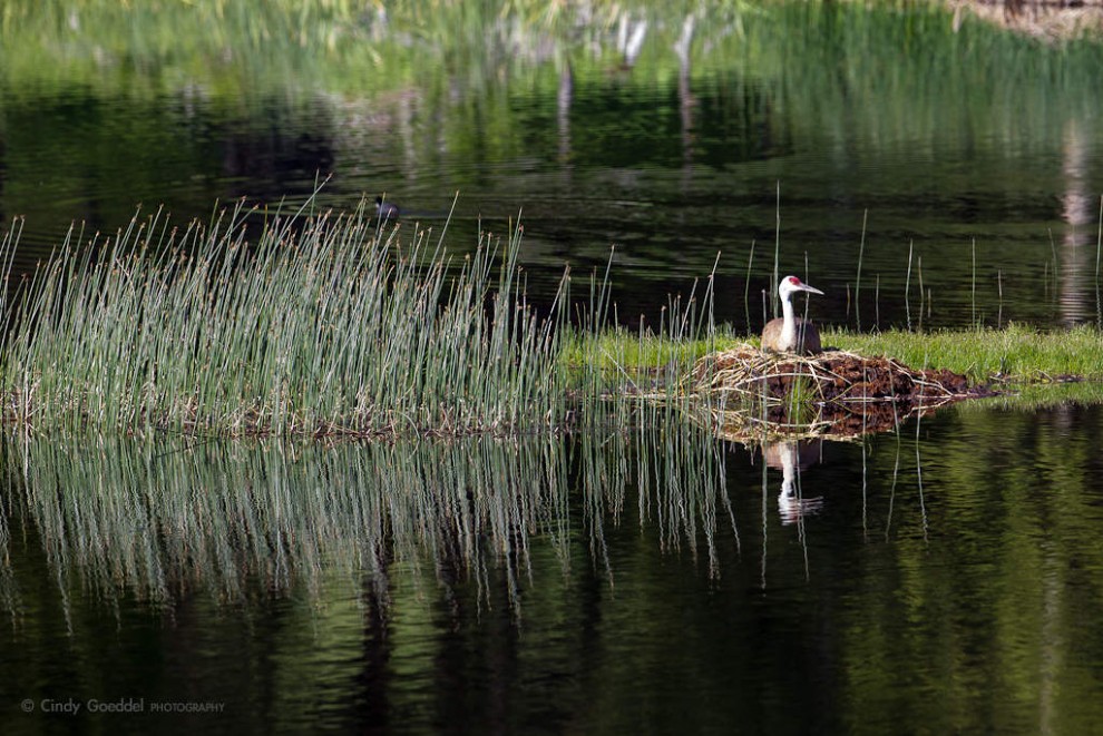 Floating SandhIll Nest and Crane