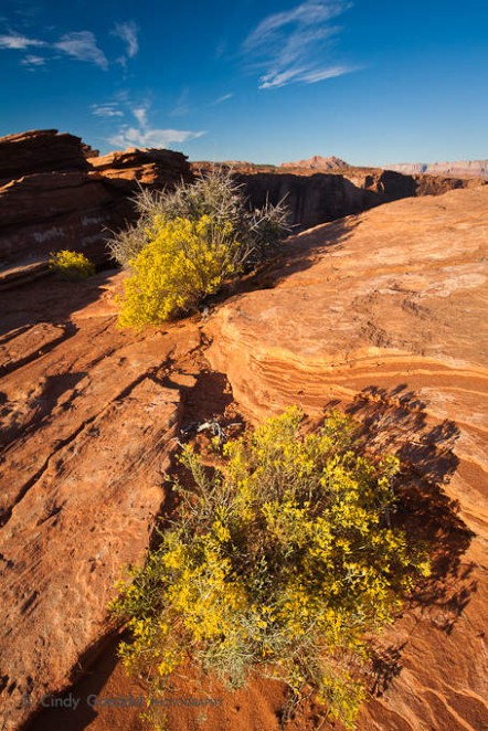 Swirling Sandstone and Yellow Bloom
