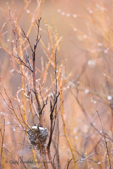 Spring Laden Nest