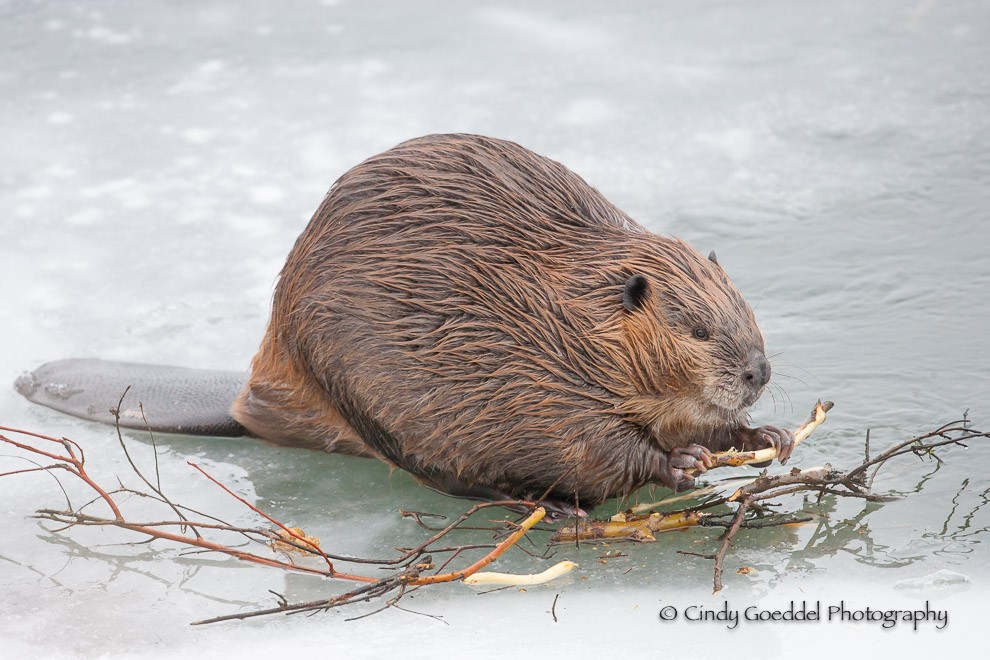 Morning Snack on Ice