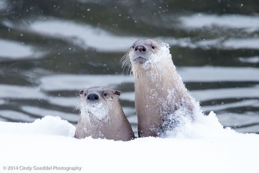 Otters in Snow