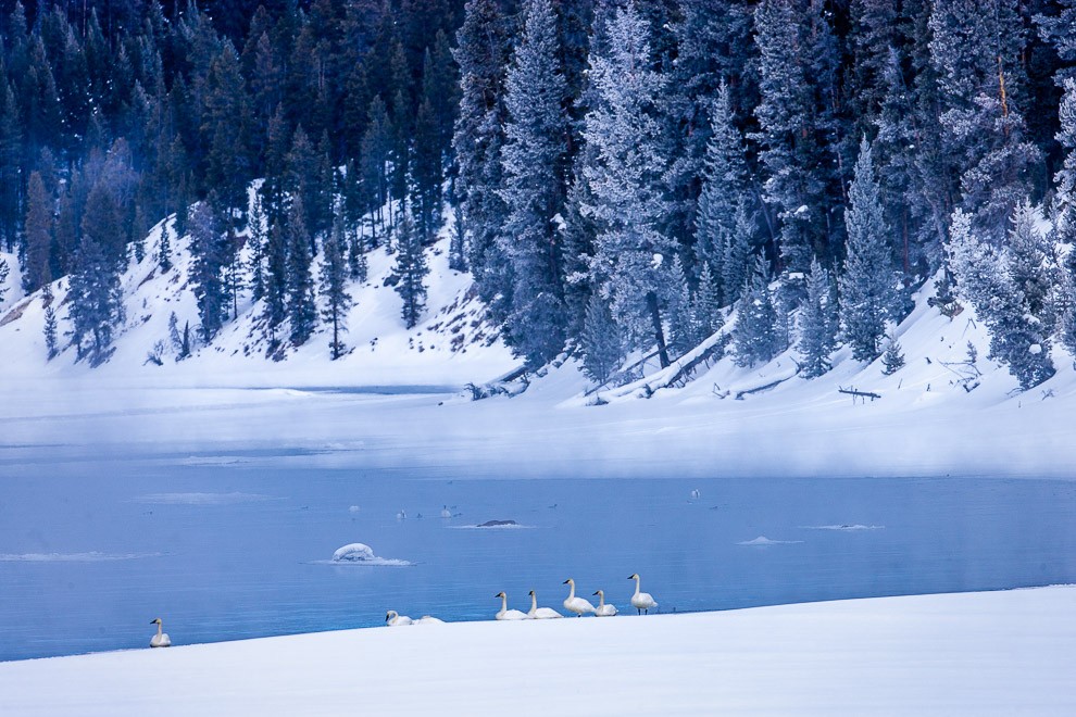 Flock of Winter Trumpeter Swans