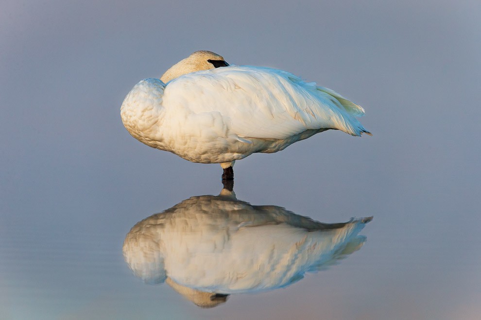 Swan Lake Reflection