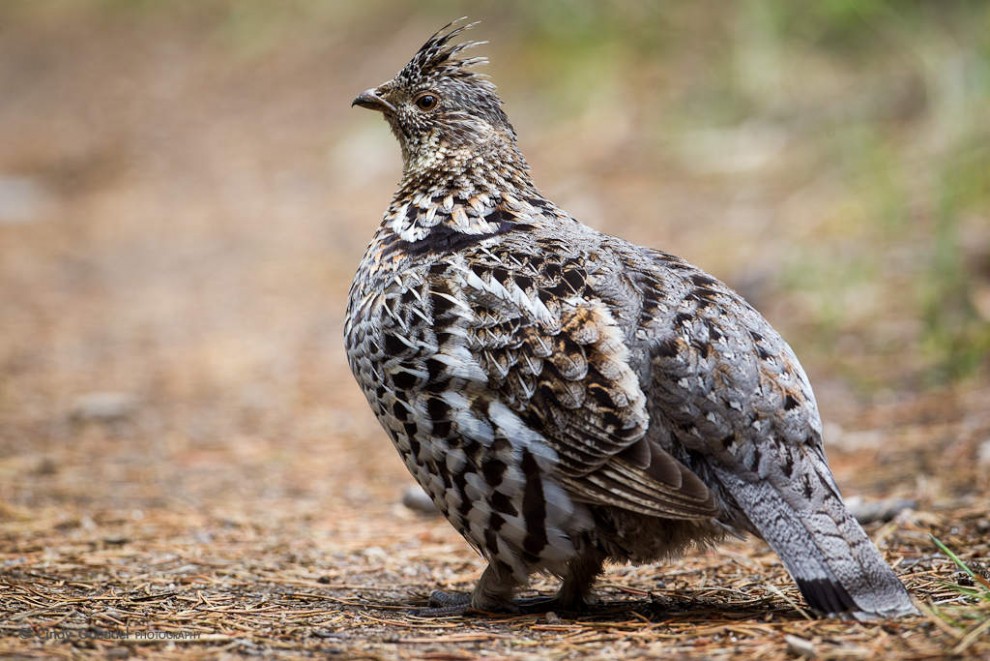 Dusky Grouse