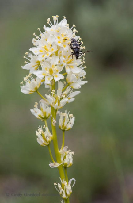 Death Camas and Insect
