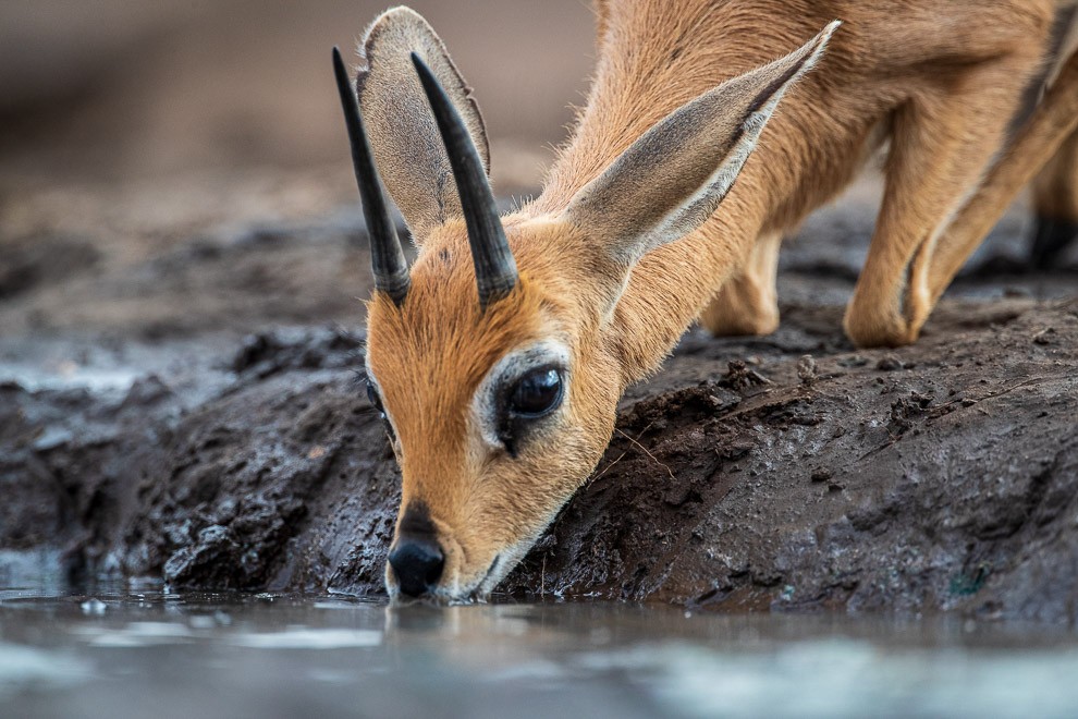 Male Steenbok