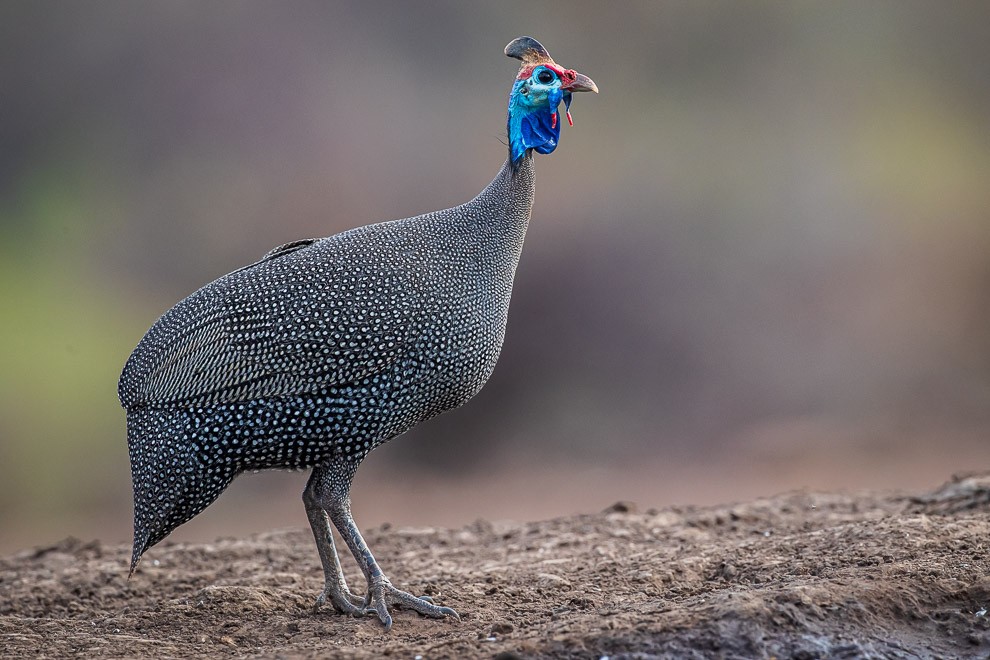 Helmeted Guineafowl