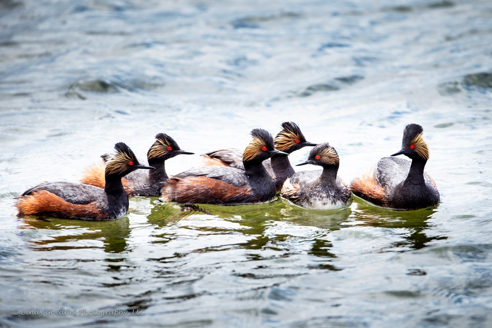 Eared Grebes - Raised Crest