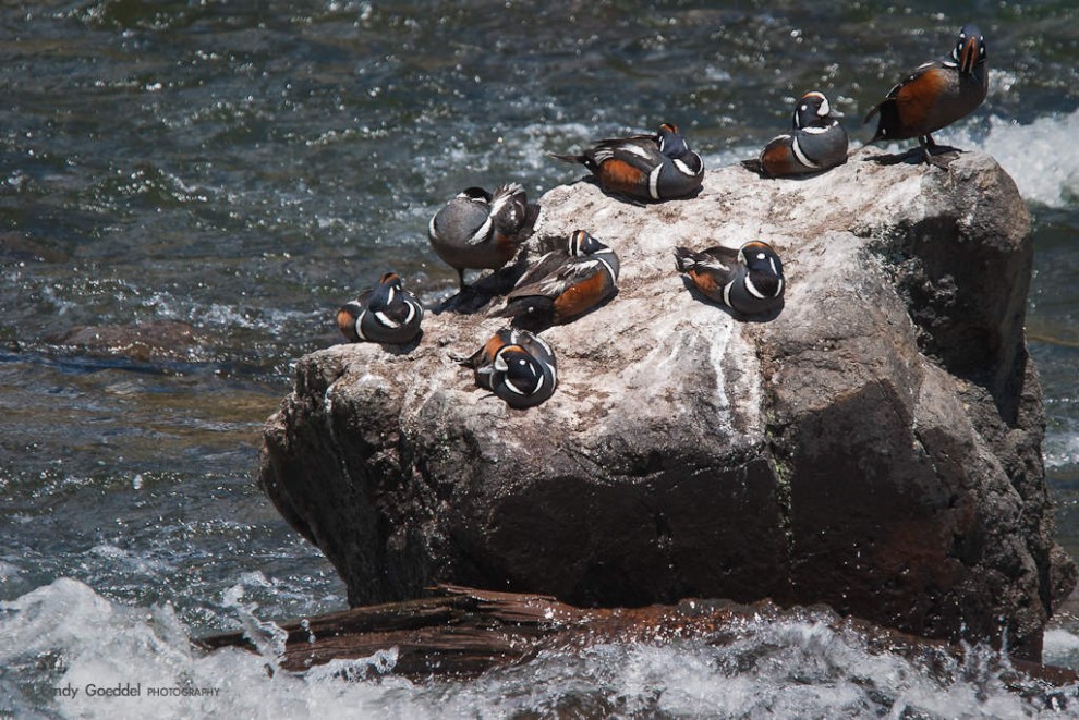 Eight Harlequin Ducks